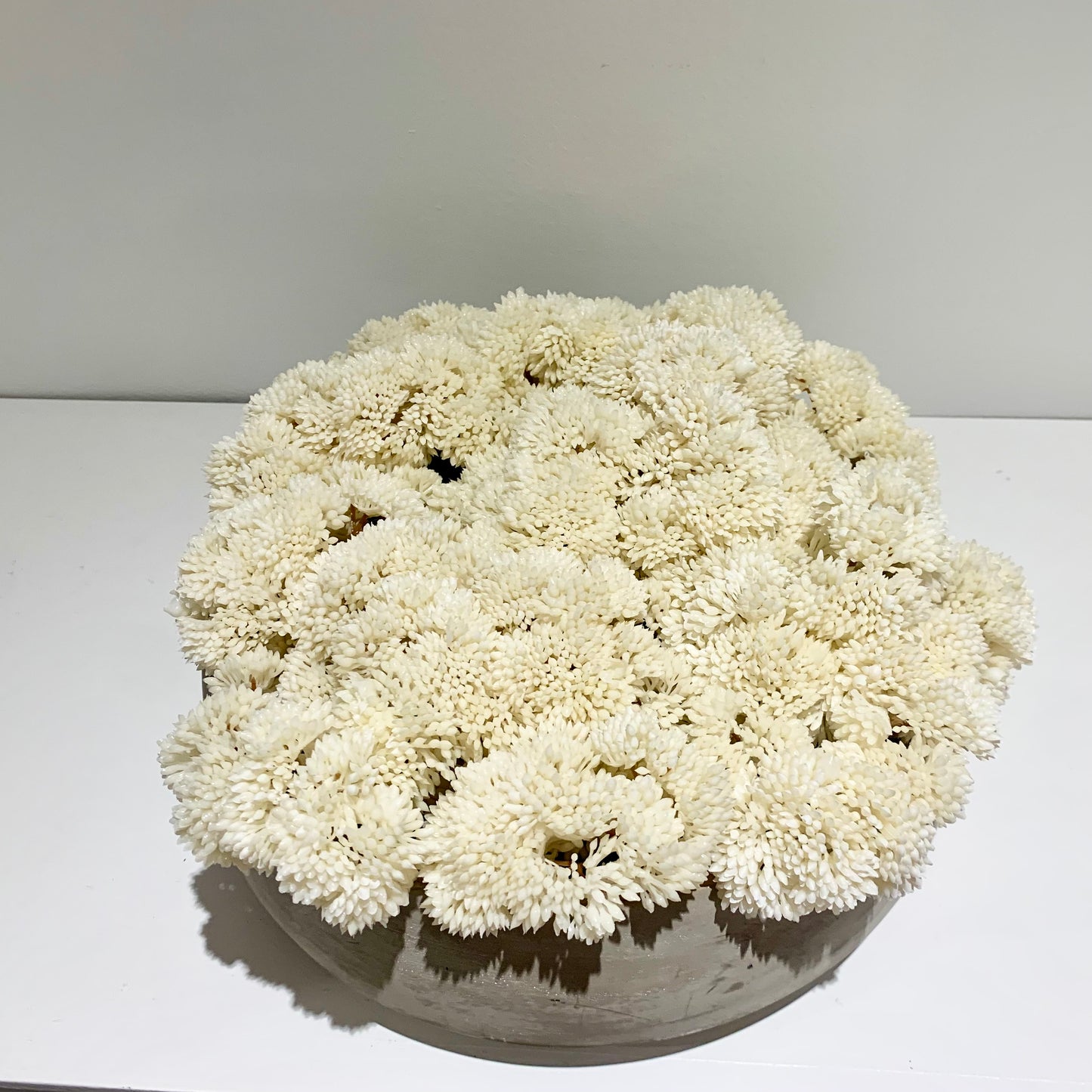 Custom Cement Sedum Bowl