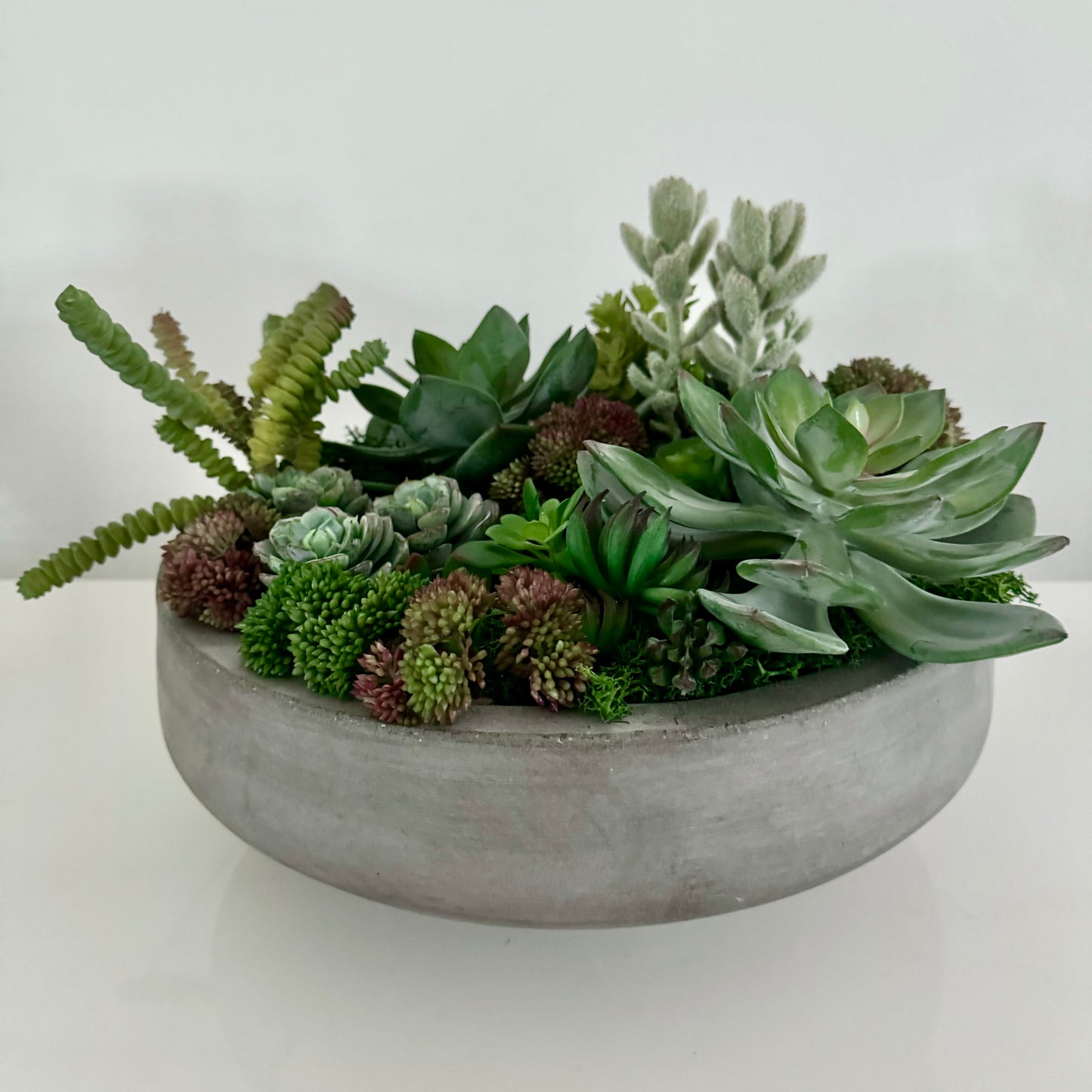Succulents in Cement Vase