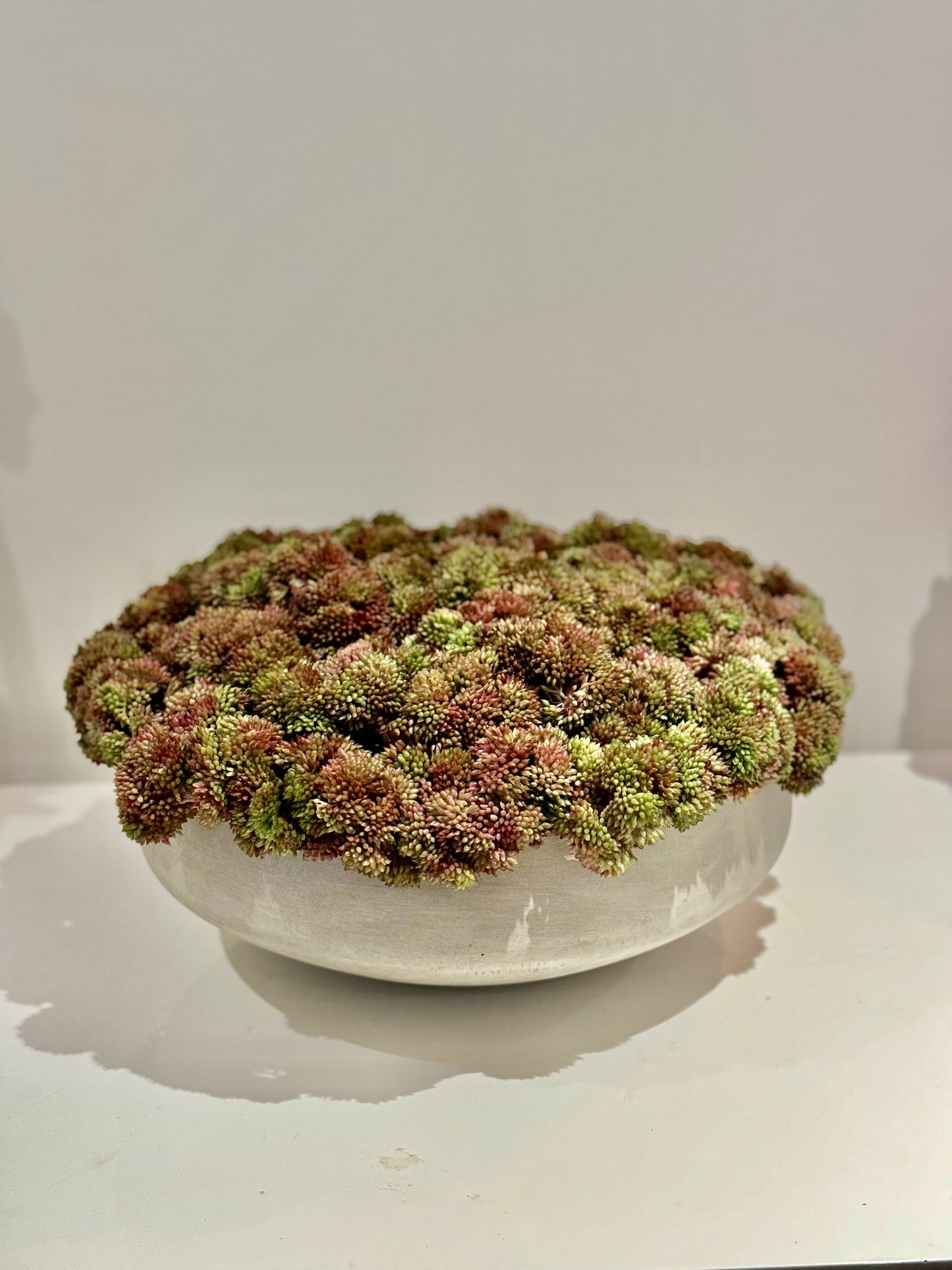 Custom Cement Sedum Bowl