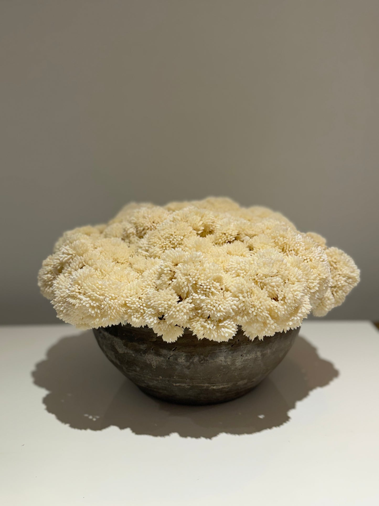 Vintage Basin with Sedums