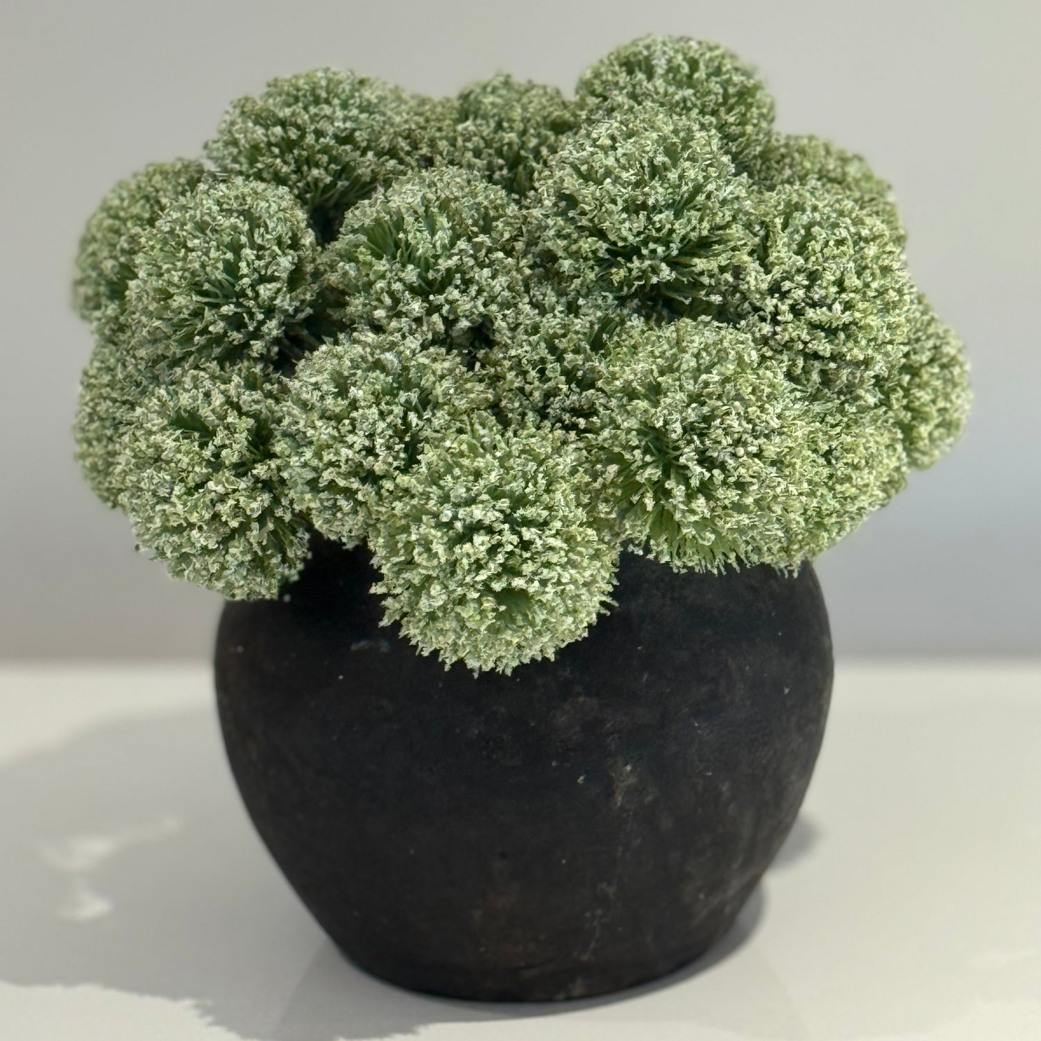 Soft green allium heads mounded in a round matte black pot against a plain pale background.