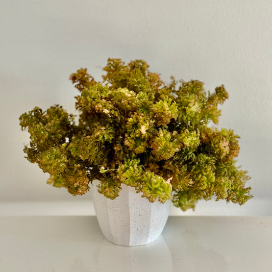 Moss Bush