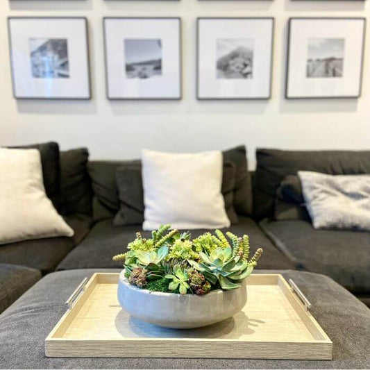 Succulents in Cement Vase